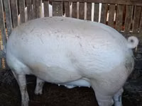 Boar, Pigs — photo 1