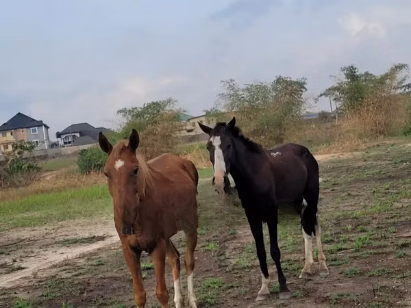 马匹（批次，未指定性别）, Horses