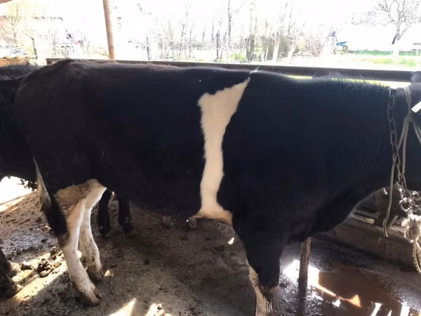 Býk, Russian Black pied cattle