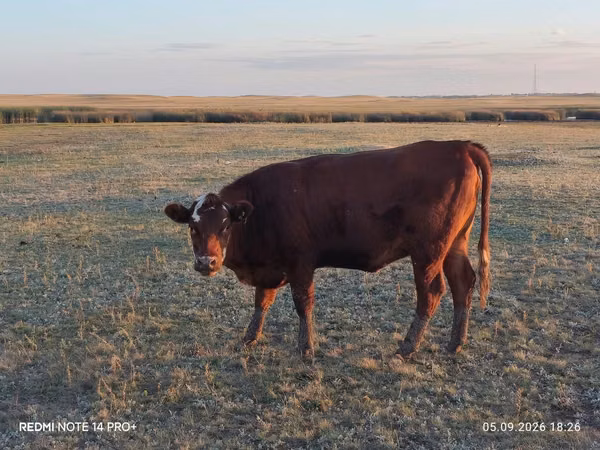 Cattle (batch, sex not specified), Cattle — Kazakhstan