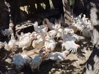 Chickens — عکس 2