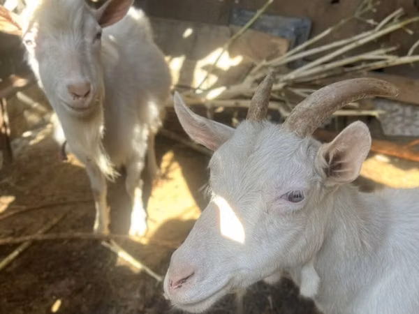 Goat, Goats — Kyrgyzstan