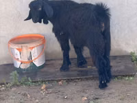 Goat, Alpine goat — photo 3
