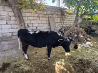 Cattle (batch, sex not specified), Cattle — photo 2