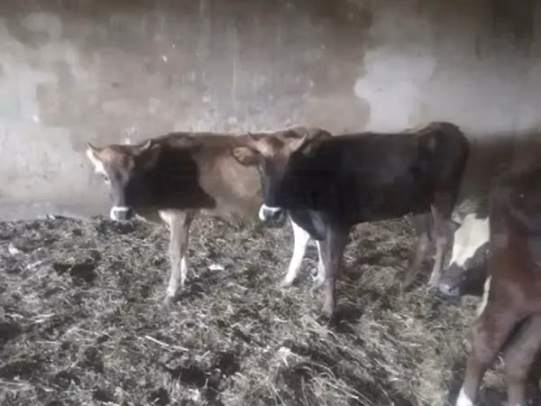 Vacă, Bovine — Georgia