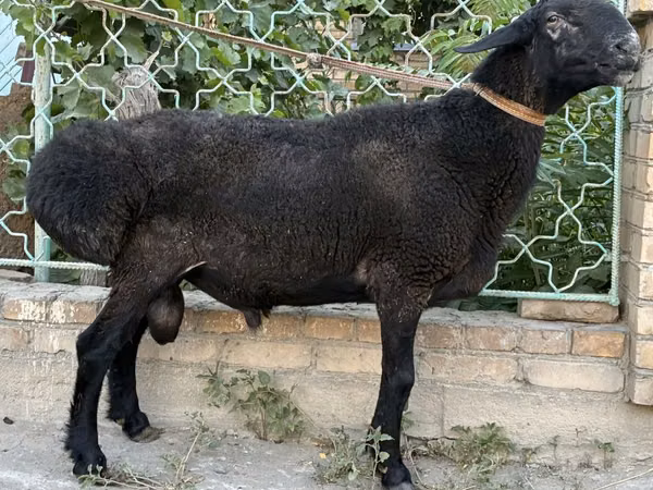 Ram, Sheep — Uzbekistan