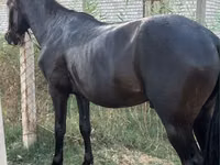 Kuda betina, Horses — foto 1