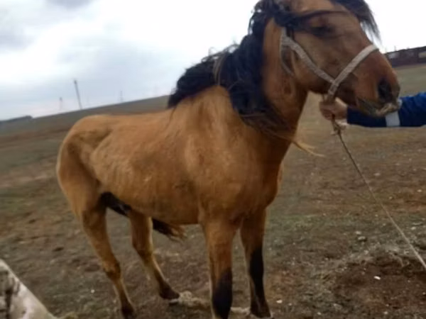 Mare, Kazakh horse — Kazakhstan