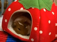 Mini donuz balası (guinea pig) üçün tam dəst ev və aksesuarlar tam — تصویر 5