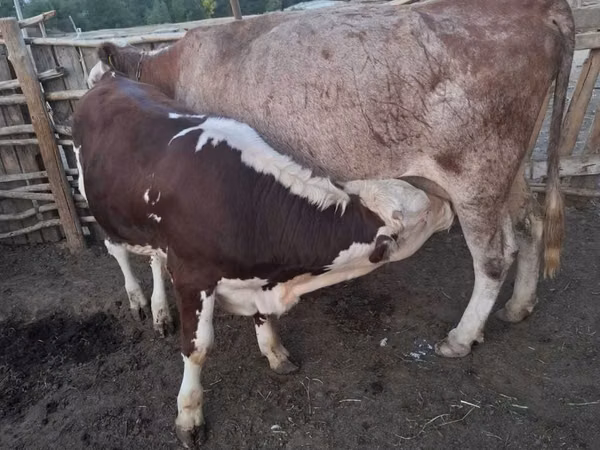 Cow, Cattle — Kazakhstan