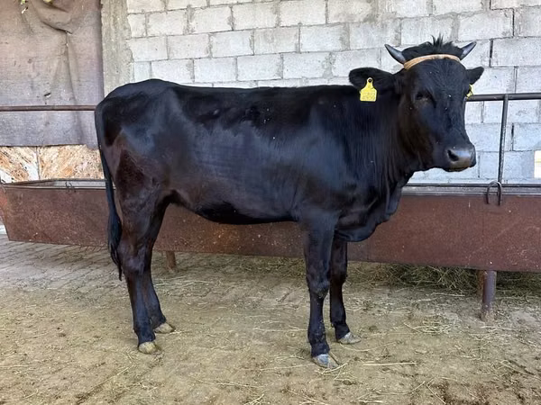 公牛, Aberdeen-Angus — 乌兹别克斯坦