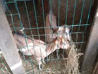 Keçi, Nubian Goat — foto 5