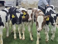 Lo’ (xirmo, jins lama sheegin), Simmental cattle — sawirka 6