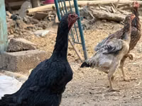 Chickens — foto 5