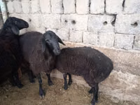 قوچ, گوسفند — عکس 6