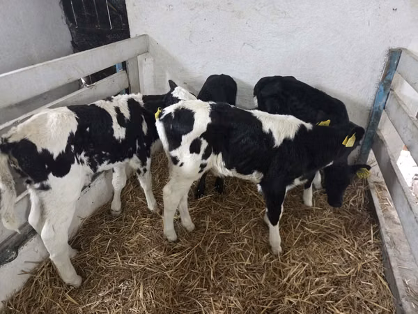 गाय, Russian Black pied cattle