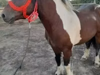Kuda jantan, Horses — foto 4