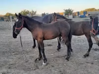 ม้าตัวผู้, Friesian — รูปภาพ 4