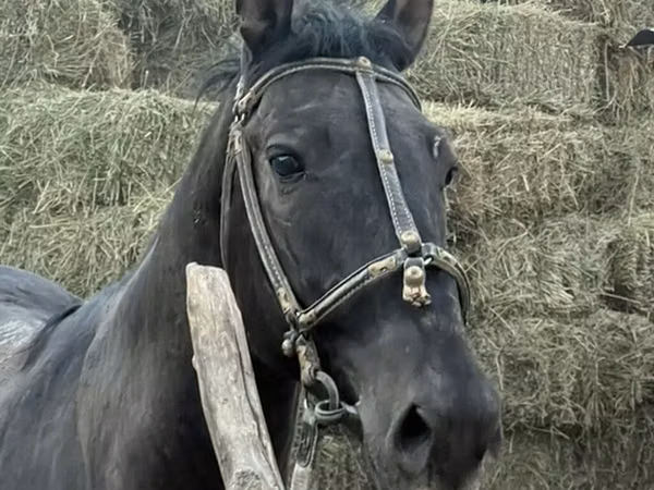 Horse (M), Horses — Kyrgyzstan