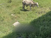 गाय, मवेशी — फ़ोटो 6