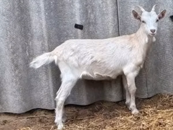 Goat, Goats
