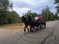 Horse (M), Friesian — photo 2