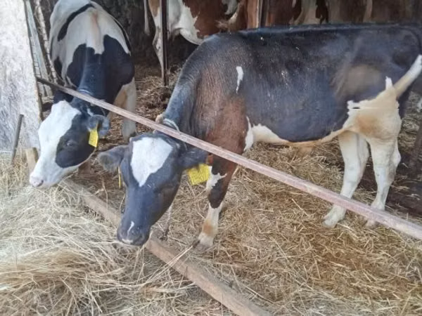 Bull, Simmental cattle — Hungary