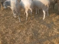 Ram, Sheep — photo 4
