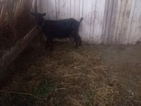 Goat, Goats — photo 3