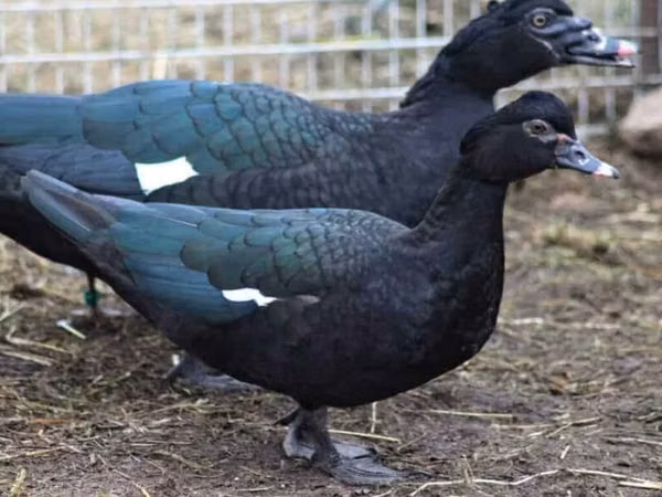 Ducks