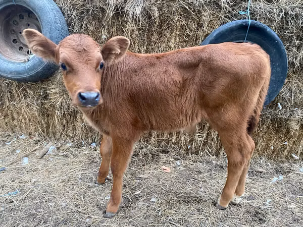 Bull, Cattle — Moldova