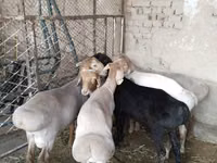 Carnero, Ovejas — foto 6