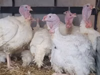 Geese — ছবি 2