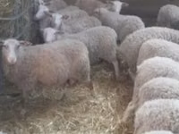 میش, گوسفند — عکس 1