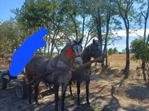 Mare, Horses — Hungary
