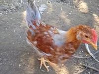 Chickens — الصورة 5
