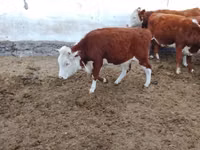 母牛, Simmental cattle — 照片 2