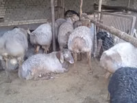 Qoç, Arashan sheep — foto 4