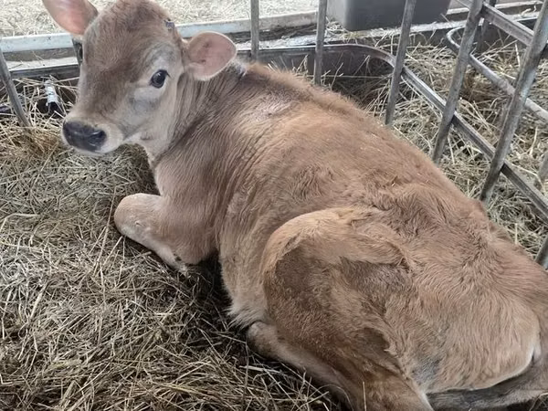 Cow, Jersey breed — Russia