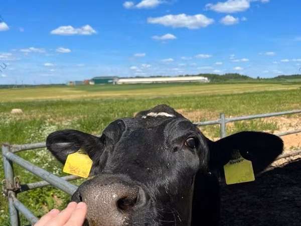 Bull, Holstein breed — Russia