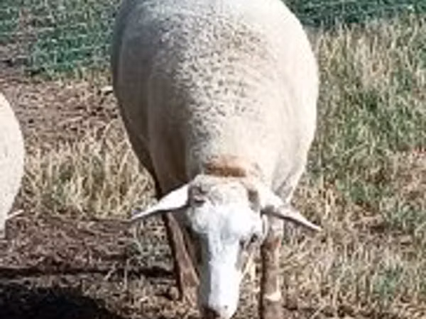 Sheep, Sheep — Hungary