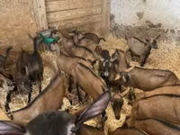 Cabra, Alpine goat — foto 2