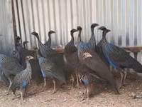 Guinea fowl — foto 4