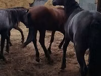 Hengst, Horse breed — Foto 6