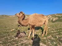 شتر نر, Kazakh Bactrian camel — عکس 1