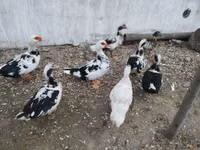 Ducks — снимка 6