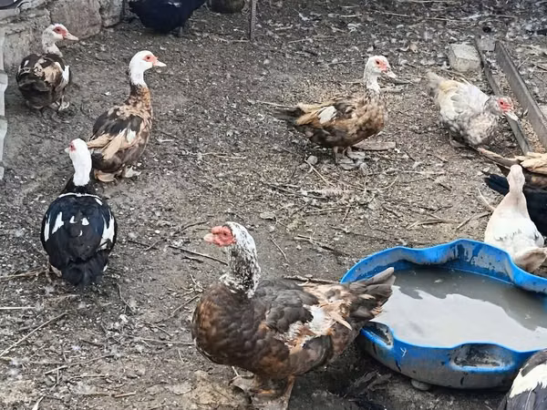 Ducks — Азербайджан