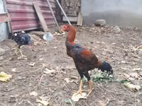 Chickens — عکس 5