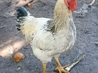 Chickens — foto 1