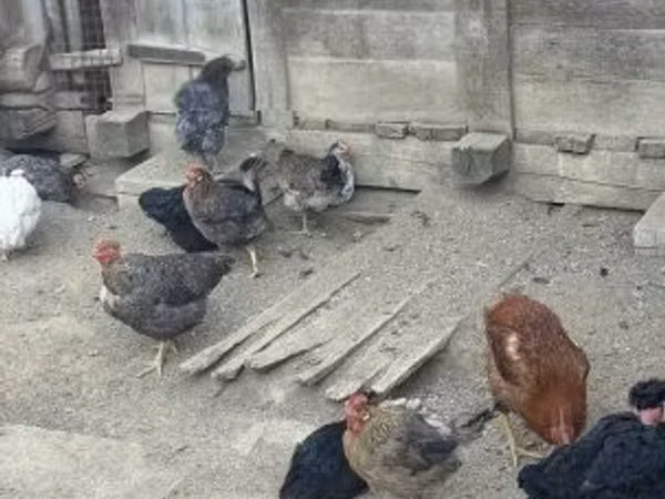 Chickens — Węgry